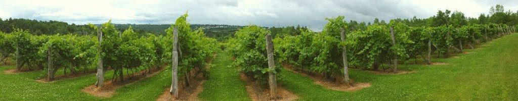 Vignoble La Halte des Pèlerins